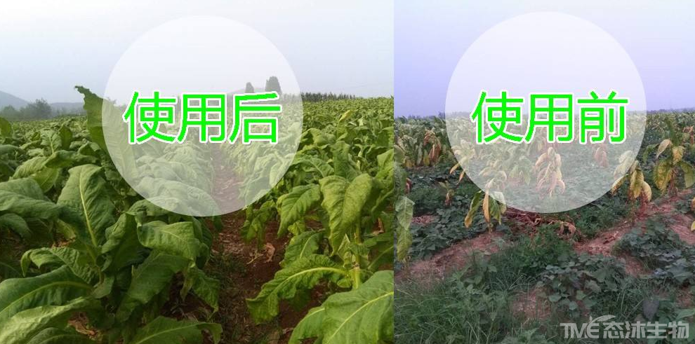 生物有机肥执行标准 NY 884-2012 