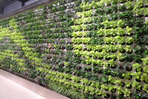 无土种植生物炭棉