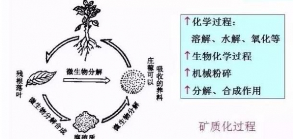 从土壤有机质的转化过程看出有机质对土壤的重要性