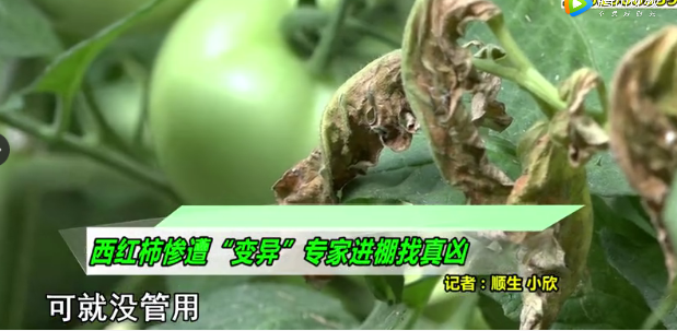 西红柿棚用生鸡粪，整株死亡！农业农村部对粪便类有机肥最新要求