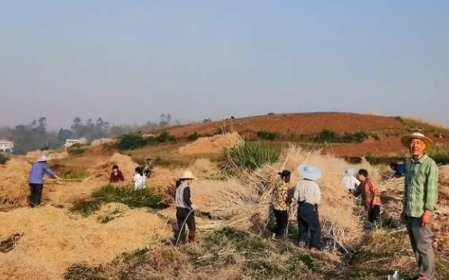 变废为宝，自贡两万吨秸秆变身有机肥