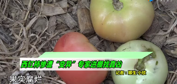 西红柿棚用生鸡粪，整株死亡！农业农村部对粪便类有机肥最新要求