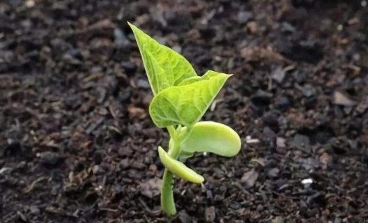 生物有机肥是颗粒的好还是粉状的好？ 