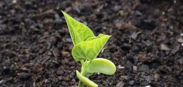生物有机肥是颗粒的好还是粉状的好？